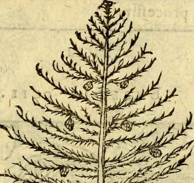An illustration from Omnia Andreae Alciati v.c. emblemata, cum commentariis, quibus emblematum aperta origine mens auctoris explicatur, & obscura omnia, dubiáque illustrantur Adiectae ad calcem Notae posteriores, 1589, leaf 716