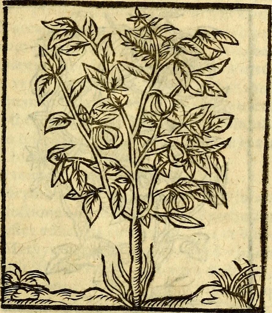 An illustration from Omnia Andreae Alciati v.c. emblemata, cum commentariis, quibus emblematum aperta origine mens auctoris explicatur, & obscura omnia, dubiáque illustrantur Adiectae ad calcem Notae posteriores, 1589, leaf 718