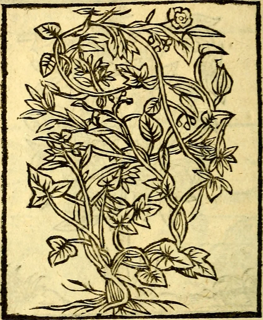 An illustration from Omnia Andreae Alciati v.c. emblemata, cum commentariis, quibus emblematum aperta origine mens auctoris explicatur, & obscura omnia, dubiáque illustrantur Adiectae ad calcem Notae posteriores, 1589, leaf 719