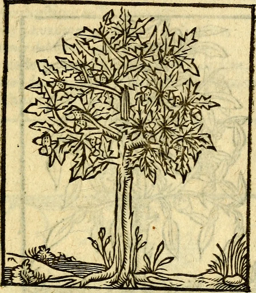 An illustration from Omnia Andreae Alciati v.c. emblemata, cum commentariis, quibus emblematum aperta origine mens auctoris explicatur, & obscura omnia, dubiáque illustrantur Adiectae ad calcem Notae posteriores, 1589, leaf 722