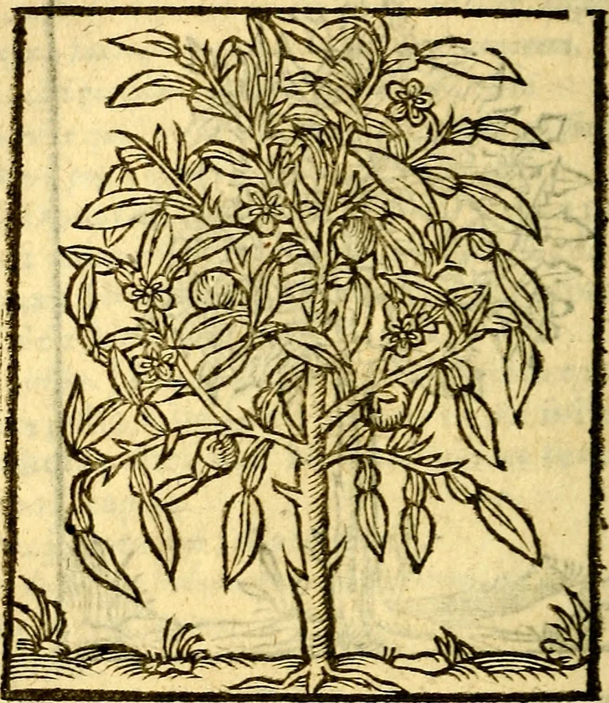 An illustration from Omnia Andreae Alciati v.c. emblemata, cum commentariis, quibus emblematum aperta origine mens auctoris explicatur, & obscura omnia, dubiáque illustrantur Adiectae ad calcem Notae posteriores, 1589, leaf 723