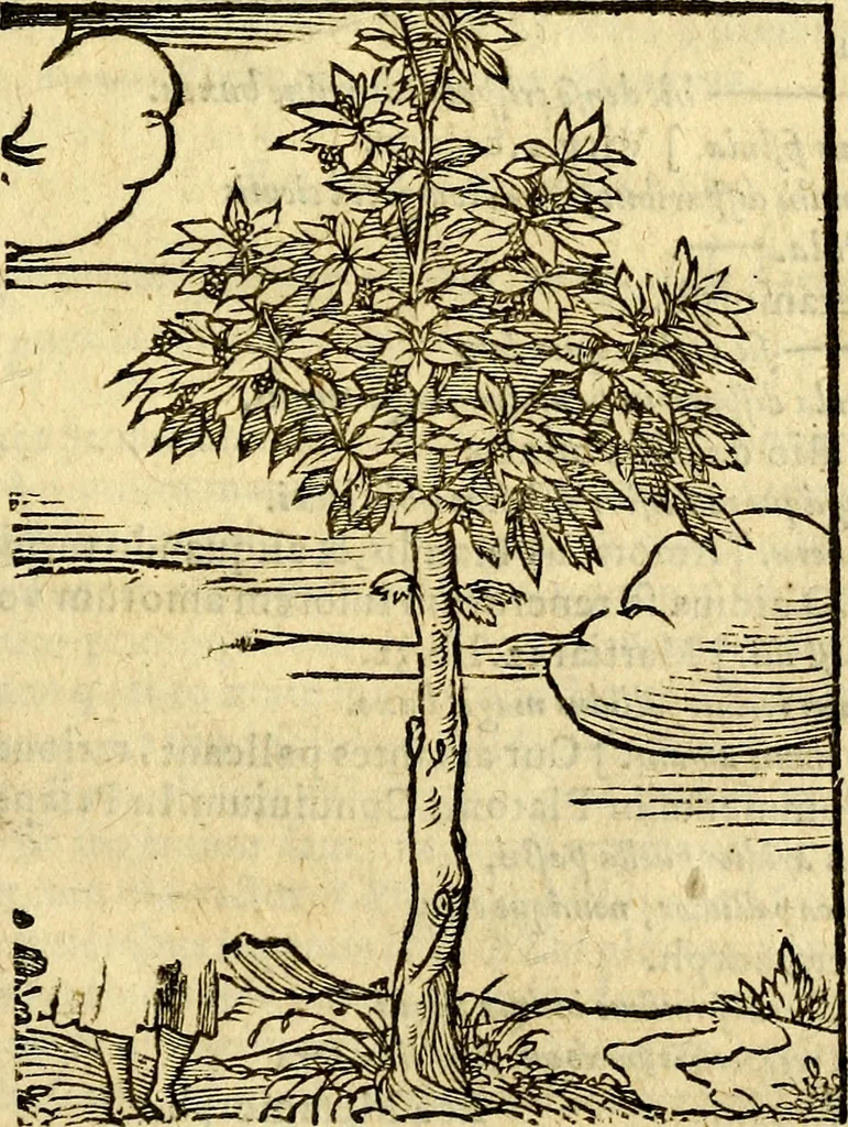 An illustration from Omnia Andreae Alciati v.c. emblemata, cum commentariis, quibus emblematum aperta origine mens auctoris explicatur, & obscura omnia, dubiáque illustrantur Adiectae ad calcem Notae posteriores, 1589, leaf 724