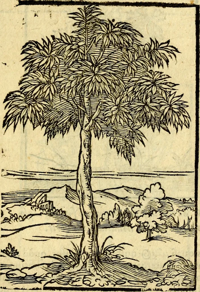 An illustration from Omnia Andreae Alciati v.c. emblemata, cum commentariis, quibus emblematum aperta origine mens auctoris explicatur, & obscura omnia, dubiáque illustrantur Adiectae ad calcem Notae posteriores, 1589, leaf 728