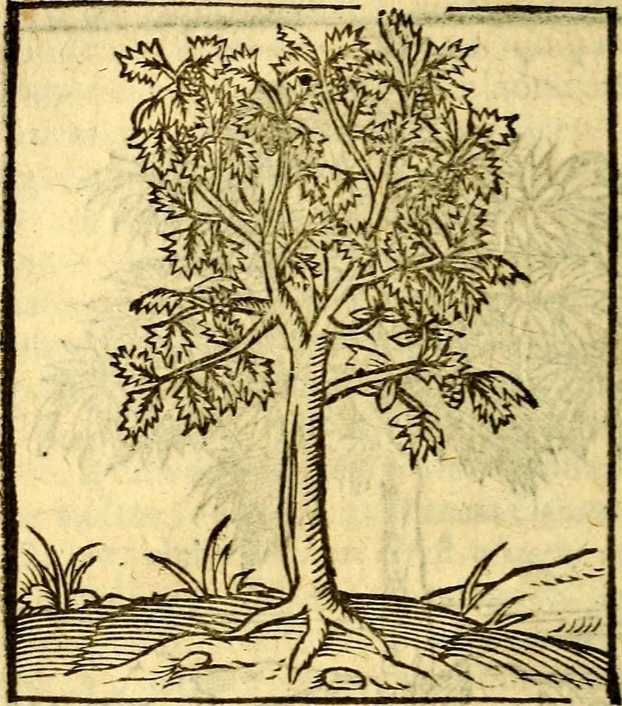 An illustration from Omnia Andreae Alciati v.c. emblemata, cum commentariis, quibus emblematum aperta origine mens auctoris explicatur, & obscura omnia, dubiáque illustrantur Adiectae ad calcem Notae posteriores, 1589, leaf 729