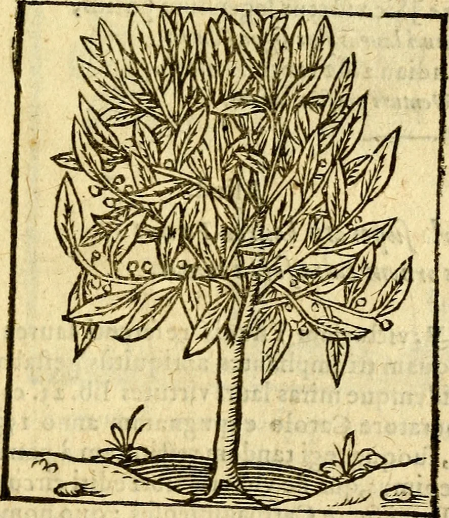 An illustration from Omnia Andreae Alciati v.c. emblemata, cum commentariis, quibus emblematum aperta origine mens auctoris explicatur, & obscura omnia, dubiáque illustrantur Adiectae ad calcem Notae posteriores, 1589, leaf 730