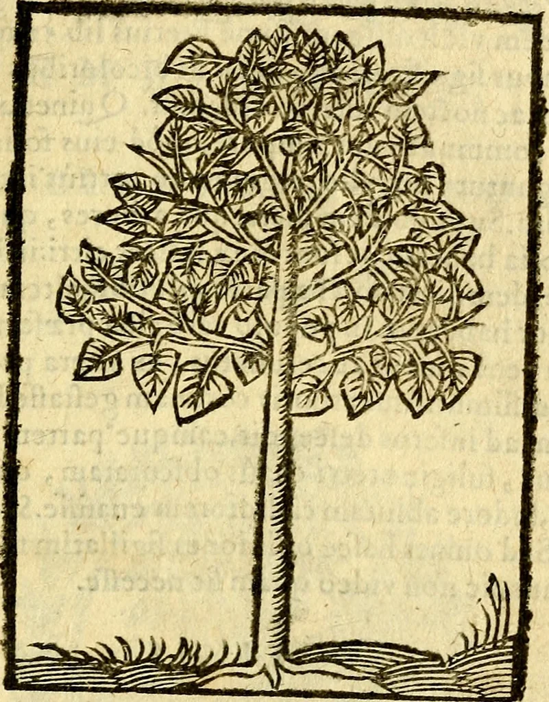 An illustration from Omnia Andreae Alciati v.c. emblemata, cum commentariis, quibus emblematum aperta origine mens auctoris explicatur, & obscura omnia, dubiáque illustrantur Adiectae ad calcem Notae posteriores, 1589, leaf 732