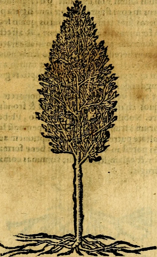 An illustration from Omnia D. And. Alciati emblemata : ad quae singula, praeter concinnas acutásque inscriptiones, lepidas & expressas imagines, ac caetera omnia, quae prioribus nostris editionibus cúm ad eorum distinctionem, tum ad ornatum & correctionem adhibita continebantur, : nunc primùm perelegantia persubtiliáq[ue] adiecta sunt epimuthia, quibus emblematum amplitudo quaecunq[ue] in iis dubia sunt aut obscura, tanquam perspicuis illustrantur, 1566, leaf 242
