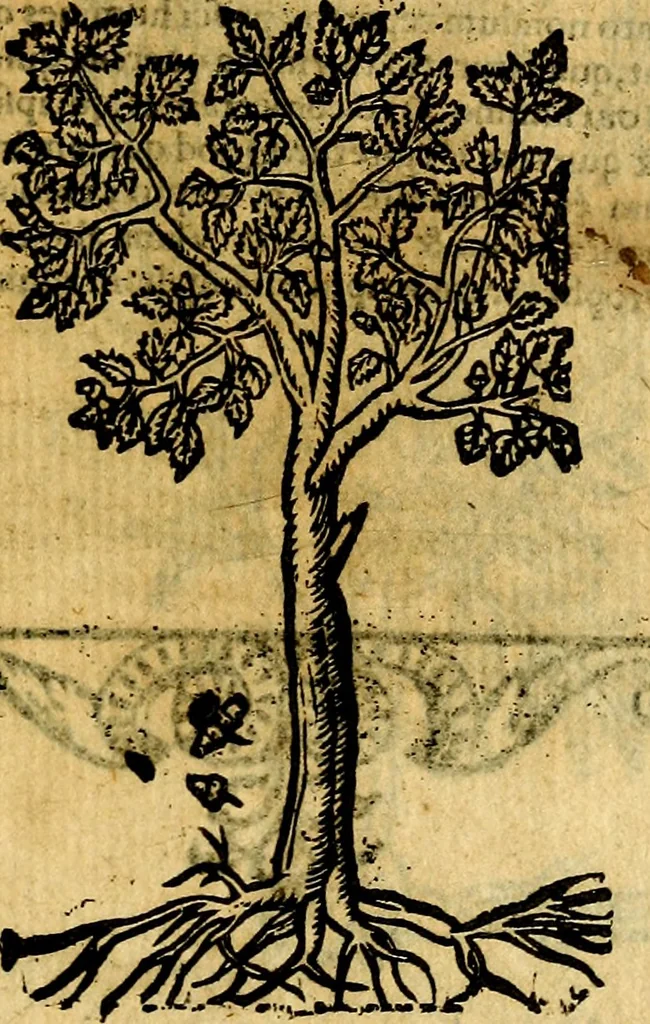 An illustration from Omnia D. And. Alciati emblemata : ad quae singula, praeter concinnas acutásque inscriptiones, lepidas & expressas imagines, ac caetera omnia, quae prioribus nostris editionibus cúm ad eorum distinctionem, tum ad ornatum & correctionem adhibita continebantur, : nunc primùm perelegantia persubtiliáq[ue] adiecta sunt epimuthia, quibus emblematum amplitudo quaecunq[ue] in iis dubia sunt aut obscura, tanquam perspicuis illustrantur, 1566, leaf 244