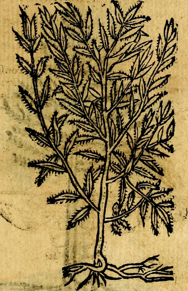 An illustration from Omnia D. And. Alciati emblemata : ad quae singula, praeter concinnas acutásque inscriptiones, lepidas & expressas imagines, ac caetera omnia, quae prioribus nostris editionibus cúm ad eorum distinctionem, tum ad ornatum & correctionem adhibita continebantur, : nunc primùm perelegantia persubtiliáq[ue] adiecta sunt epimuthia, quibus emblematum amplitudo quaecunq[ue] in iis dubia sunt aut obscura, tanquam perspicuis illustrantur, 1566, leaf 246