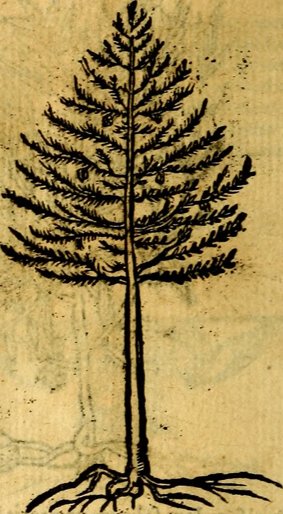 An illustration from Omnia D. And. Alciati emblemata : ad quae singula, praeter concinnas acutásque inscriptiones, lepidas & expressas imagines, ac caetera omnia, quae prioribus nostris editionibus cúm ad eorum distinctionem, tum ad ornatum & correctionem adhibita continebantur, : nunc primùm perelegantia persubtiliáq[ue] adiecta sunt epimuthia, quibus emblematum amplitudo quaecunq[ue] in iis dubia sunt aut obscura, tanquam perspicuis illustrantur, 1566, leaf 247