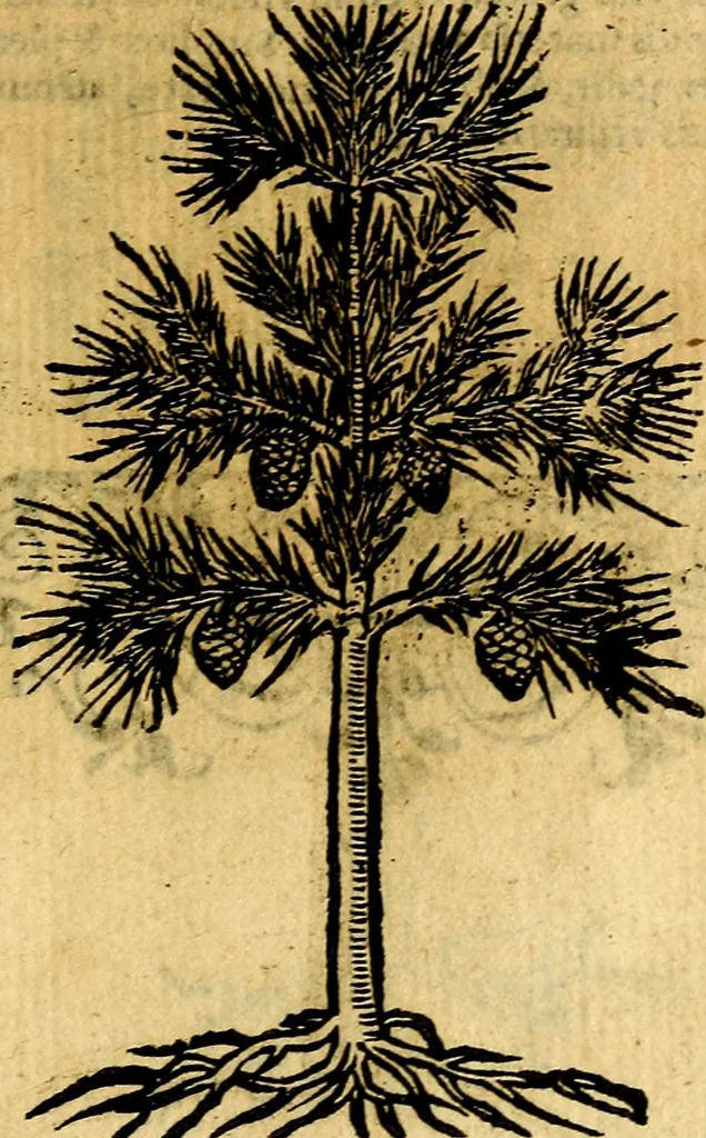 An illustration from Omnia D. And. Alciati emblemata : ad quae singula, praeter concinnas acutásque inscriptiones, lepidas & expressas imagines, ac caetera omnia, quae prioribus nostris editionibus cúm ad eorum distinctionem, tum ad ornatum & correctionem adhibita continebantur, : nunc primùm perelegantia persubtiliáq[ue] adiecta sunt epimuthia, quibus emblematum amplitudo quaecunq[ue] in iis dubia sunt aut obscura, tanquam perspicuis illustrantur, 1566, leaf 248