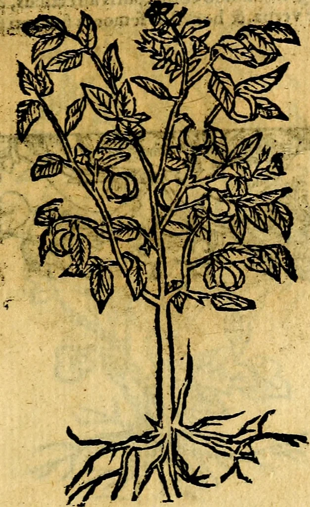 An illustration from Omnia D. And. Alciati emblemata : ad quae singula, praeter concinnas acutásque inscriptiones, lepidas & expressas imagines, ac caetera omnia, quae prioribus nostris editionibus cúm ad eorum distinctionem, tum ad ornatum & correctionem adhibita continebantur, : nunc primùm perelegantia persubtiliáq[ue] adiecta sunt epimuthia, quibus emblematum amplitudo quaecunq[ue] in iis dubia sunt aut obscura, tanquam perspicuis illustrantur, 1566, leaf 250
