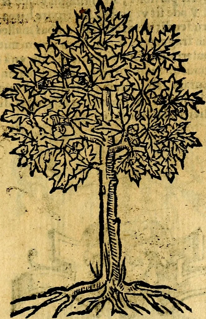 An illustration from Omnia D. And. Alciati emblemata : ad quae singula, praeter concinnas acutásque inscriptiones, lepidas & expressas imagines, ac caetera omnia, quae prioribus nostris editionibus cúm ad eorum distinctionem, tum ad ornatum & correctionem adhibita continebantur, : nunc primùm perelegantia persubtiliáq[ue] adiecta sunt epimuthia, quibus emblematum amplitudo quaecunq[ue] in iis dubia sunt aut obscura, tanquam perspicuis illustrantur, 1566, leaf 254