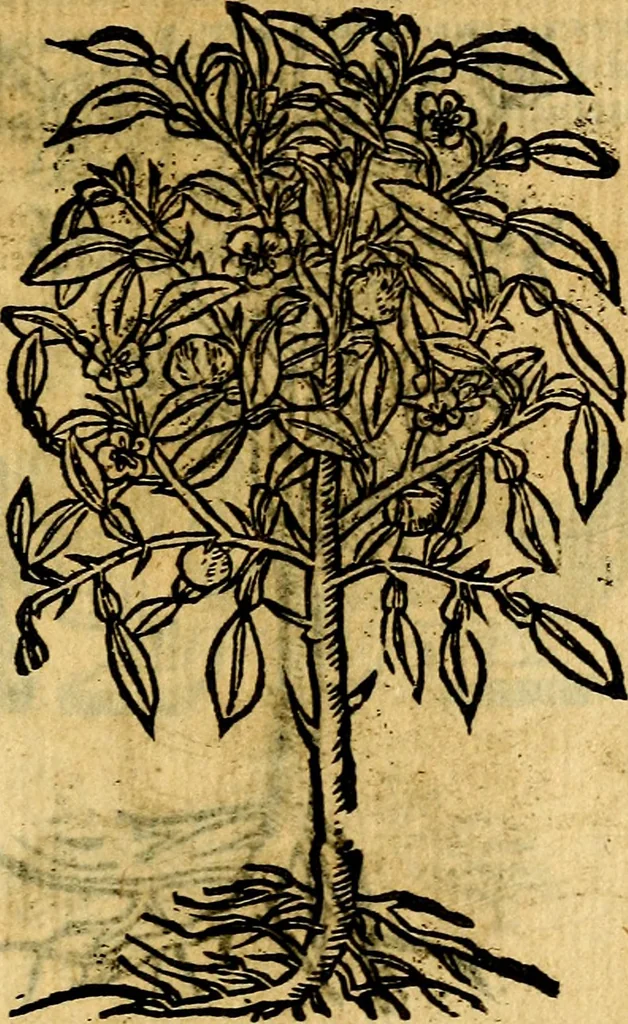 An illustration from Omnia D. And. Alciati emblemata : ad quae singula, praeter concinnas acutásque inscriptiones, lepidas & expressas imagines, ac caetera omnia, quae prioribus nostris editionibus cúm ad eorum distinctionem, tum ad ornatum & correctionem adhibita continebantur, : nunc primùm perelegantia persubtiliáq[ue] adiecta sunt epimuthia, quibus emblematum amplitudo quaecunq[ue] in iis dubia sunt aut obscura, tanquam perspicuis illustrantur, 1566, leaf 256