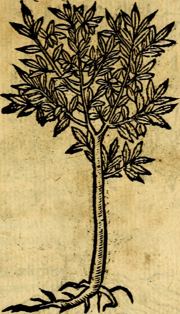 An illustration from Omnia D. And. Alciati emblemata : ad quae singula, praeter concinnas acutásque inscriptiones, lepidas & expressas imagines, ac caetera omnia, quae prioribus nostris editionibus cúm ad eorum distinctionem, tum ad ornatum & correctionem adhibita continebantur, : nunc primùm perelegantia persubtiliáq[ue] adiecta sunt epimuthia, quibus emblematum amplitudo quaecunq[ue] in iis dubia sunt aut obscura, tanquam perspicuis illustrantur, 1566, leaf 260