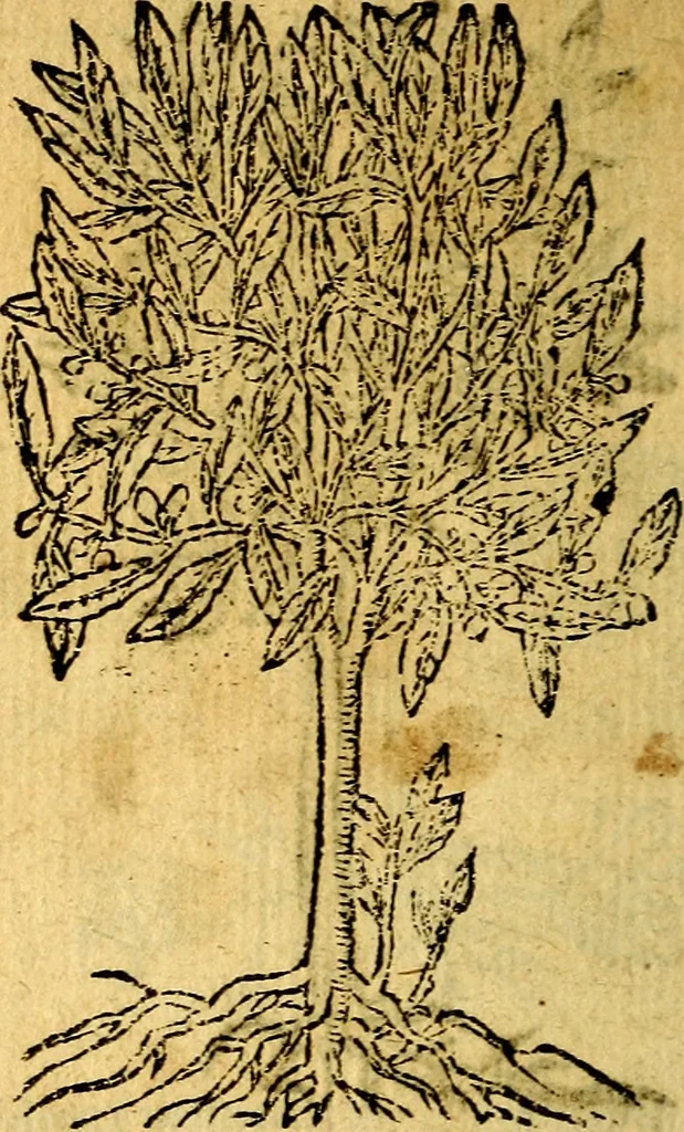 An illustration from Omnia D. And. Alciati emblemata : ad quae singula, praeter concinnas acutásque inscriptiones, lepidas & expressas imagines, ac caetera omnia, quae prioribus nostris editionibus cúm ad eorum distinctionem, tum ad ornatum & correctionem adhibita continebantur, : nunc primùm perelegantia persubtiliáq[ue] adiecta sunt epimuthia, quibus emblematum amplitudo quaecunq[ue] in iis dubia sunt aut obscura, tanquam perspicuis illustrantur, 1566, leaf 261
