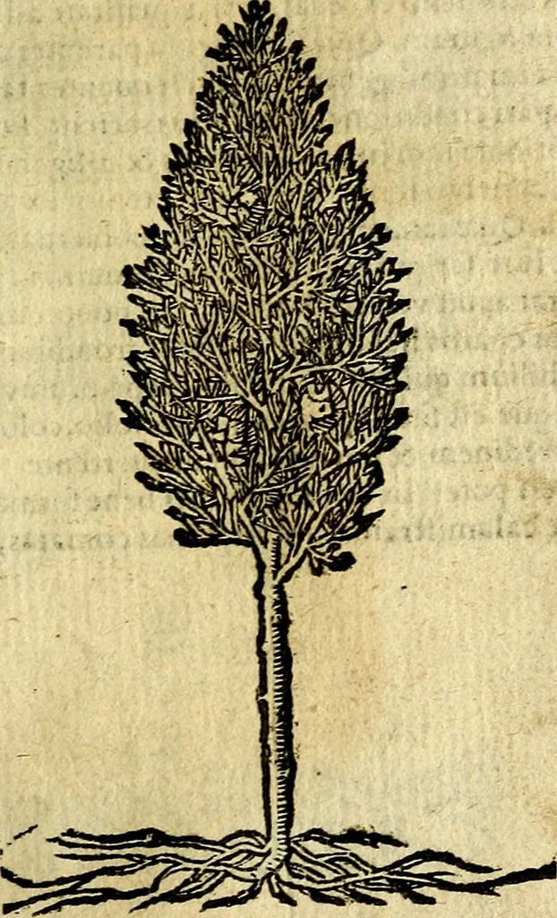 An illustration from Omnia D. And. Alciati Emblemata : ad qvae singula praeter concinnas acutásque inscriptiones, lepidas & expressas imagines, ac caetera omnia, quae prioribus nostris editionibus cùm ad eorum distinctionem, tum ad ornatum & correctionem adhibita continebantur, : nunc primùm perelegantia persubtiliaq́ [ue], 1564, leaf 236
