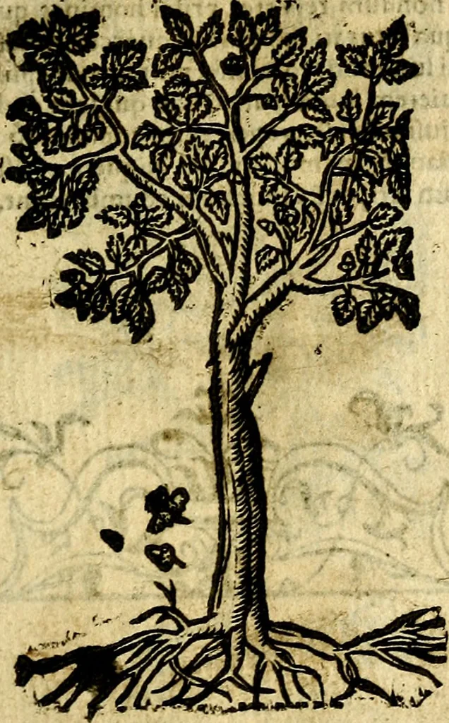 An illustration from Omnia D. And. Alciati Emblemata : ad qvae singula praeter concinnas acutásque inscriptiones, lepidas & expressas imagines, ac caetera omnia, quae prioribus nostris editionibus cùm ad eorum distinctionem, tum ad ornatum & correctionem adhibita continebantur, : nunc primùm perelegantia persubtiliaq́ [ue], 1564, leaf 238