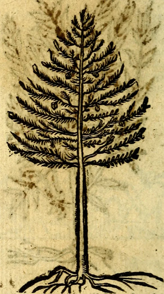 An illustration from Omnia D. And. Alciati Emblemata : ad qvae singula praeter concinnas acutásque inscriptiones, lepidas & expressas imagines, ac caetera omnia, quae prioribus nostris editionibus cùm ad eorum distinctionem, tum ad ornatum & correctionem adhibita continebantur, : nunc primùm perelegantia persubtiliaq́ [ue], 1564, leaf 241