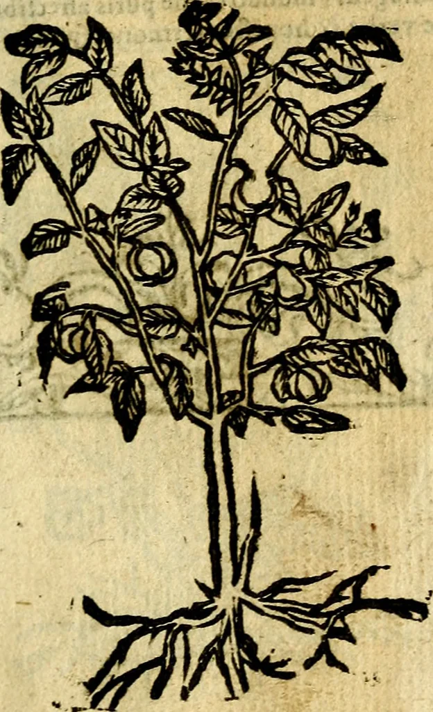 An illustration from Omnia D. And. Alciati Emblemata : ad qvae singula praeter concinnas acutásque inscriptiones, lepidas & expressas imagines, ac caetera omnia, quae prioribus nostris editionibus cùm ad eorum distinctionem, tum ad ornatum & correctionem adhibita continebantur, : nunc primùm perelegantia persubtiliaq́ [ue], 1564, leaf 242