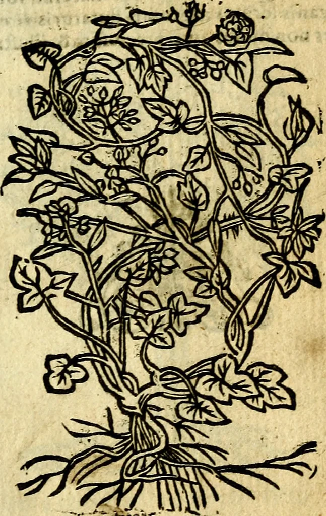An illustration from Omnia D. And. Alciati Emblemata : ad qvae singula praeter concinnas acutásque inscriptiones, lepidas & expressas imagines, ac caetera omnia, quae prioribus nostris editionibus cùm ad eorum distinctionem, tum ad ornatum & correctionem adhibita continebantur, : nunc primùm perelegantia persubtiliaq́ [ue], 1564, leaf 244