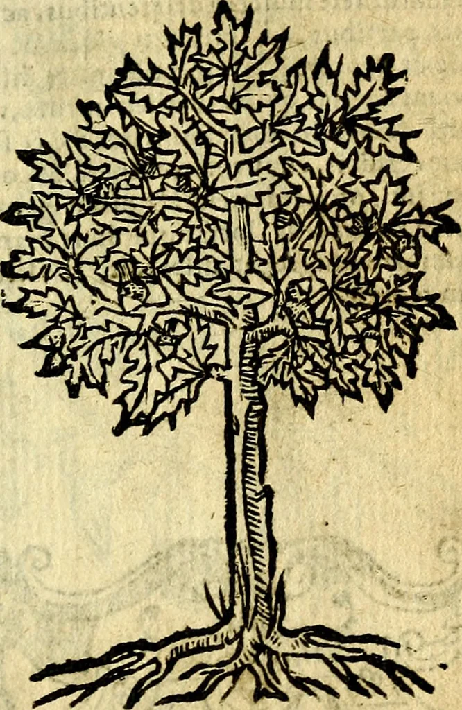 An illustration from Omnia D. And. Alciati Emblemata : ad qvae singula praeter concinnas acutásque inscriptiones, lepidas & expressas imagines, ac caetera omnia, quae prioribus nostris editionibus cùm ad eorum distinctionem, tum ad ornatum & correctionem adhibita continebantur, : nunc primùm perelegantia persubtiliaq́ [ue], 1564, leaf 246