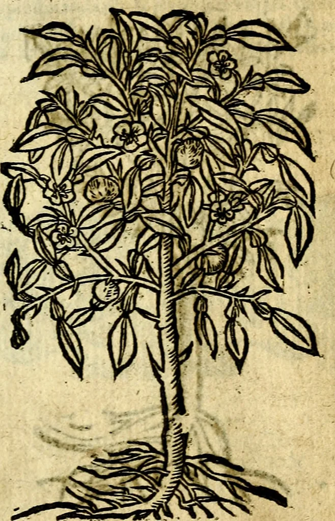 An illustration from Omnia D. And. Alciati Emblemata : ad qvae singula praeter concinnas acutásque inscriptiones, lepidas & expressas imagines, ac caetera omnia, quae prioribus nostris editionibus cùm ad eorum distinctionem, tum ad ornatum & correctionem adhibita continebantur, : nunc primùm perelegantia persubtiliaq́ [ue], 1564, leaf 248