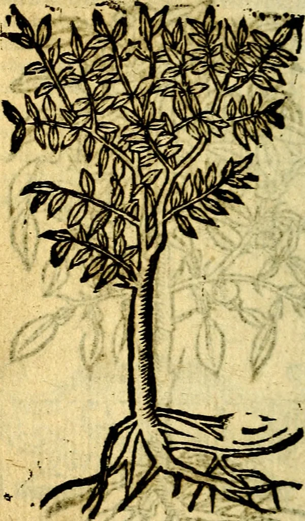 An illustration from Omnia D. And. Alciati Emblemata : ad qvae singula praeter concinnas acutásque inscriptiones, lepidas & expressas imagines, ac caetera omnia, quae prioribus nostris editionibus cùm ad eorum distinctionem, tum ad ornatum & correctionem adhibita continebantur, : nunc primùm perelegantia persubtiliaq́ [ue], 1564, leaf 249