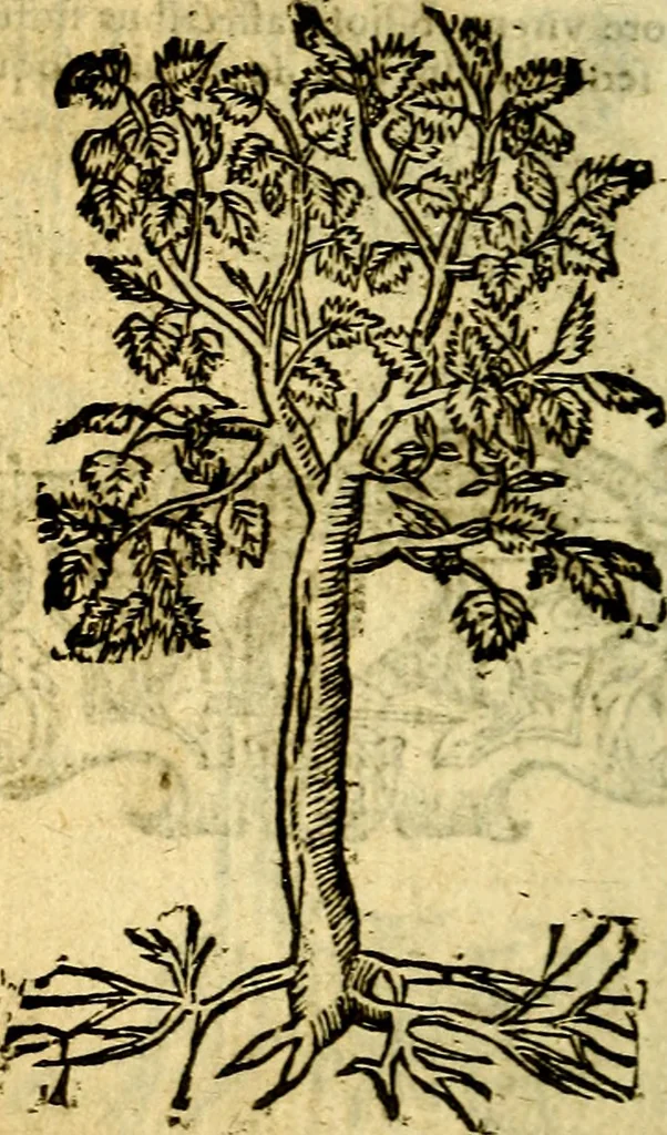 An illustration from Omnia D. And. Alciati Emblemata : ad qvae singula praeter concinnas acutásque inscriptiones, lepidas & expressas imagines, ac caetera omnia, quae prioribus nostris editionibus cùm ad eorum distinctionem, tum ad ornatum & correctionem adhibita continebantur, : nunc primùm perelegantia persubtiliaq́ [ue], 1564, leaf 251