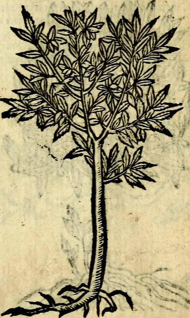 An illustration from Omnia D. And. Alciati Emblemata : ad qvae singula praeter concinnas acutásque inscriptiones, lepidas & expressas imagines, ac caetera omnia, quae prioribus nostris editionibus cùm ad eorum distinctionem, tum ad ornatum & correctionem adhibita continebantur, : nunc primùm perelegantia persubtiliaq́ [ue], 1564, leaf 252