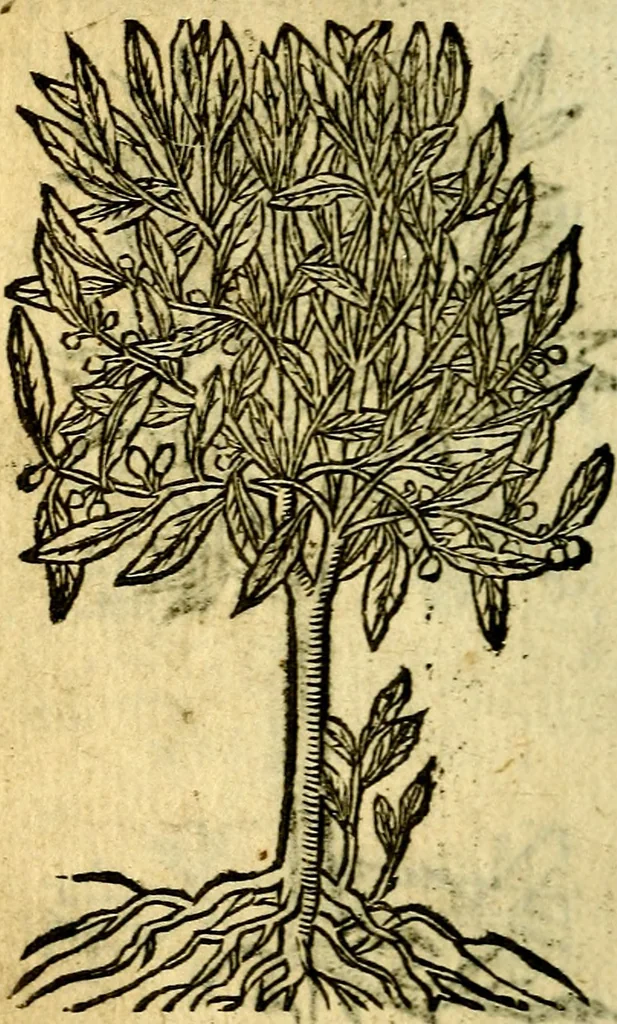 An illustration from Omnia D. And. Alciati Emblemata : ad qvae singula praeter concinnas acutásque inscriptiones, lepidas & expressas imagines, ac caetera omnia, quae prioribus nostris editionibus cùm ad eorum distinctionem, tum ad ornatum & correctionem adhibita continebantur, : nunc primùm perelegantia persubtiliaq́ [ue], 1564, leaf 253