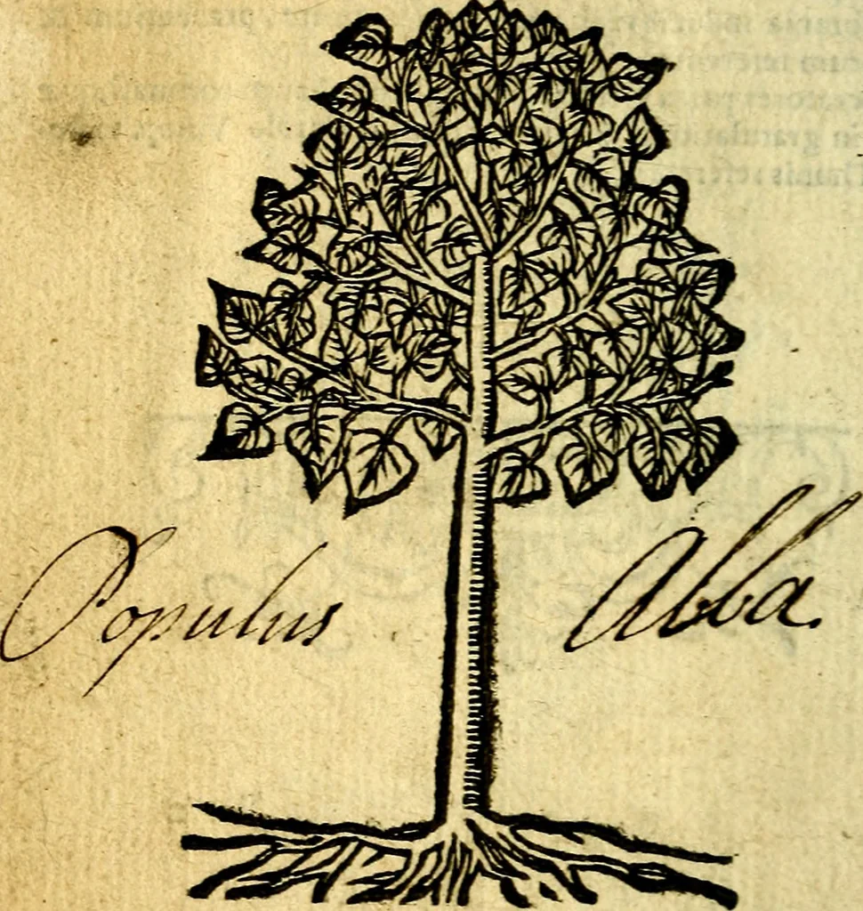 An illustration from Omnia D. And. Alciati Emblemata : ad qvae singula praeter concinnas acutásque inscriptiones, lepidas & expressas imagines, ac caetera omnia, quae prioribus nostris editionibus cùm ad eorum distinctionem, tum ad ornatum & correctionem adhibita continebantur, : nunc primùm perelegantia persubtiliaq́ [ue], 1564, leaf 255