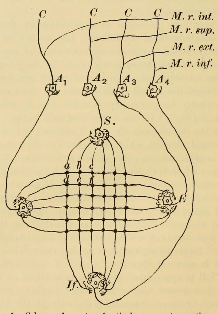 An illustration from On the after-effect of seen movement, 1911, leaf 36