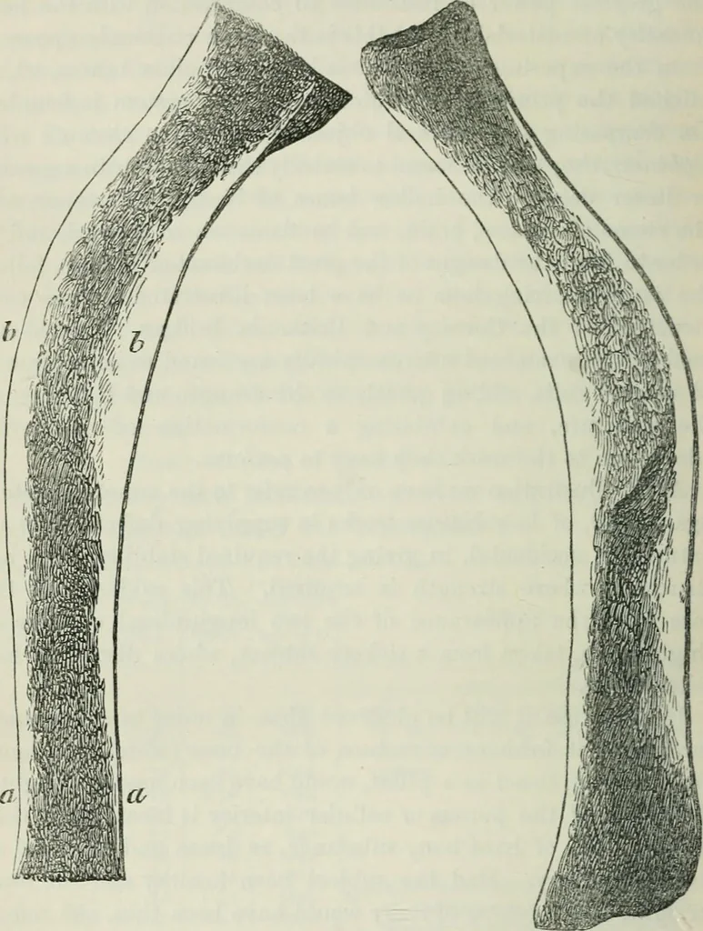 An illustration from On the application of cast and wrought iron to building purposes, 1857, leaf 243