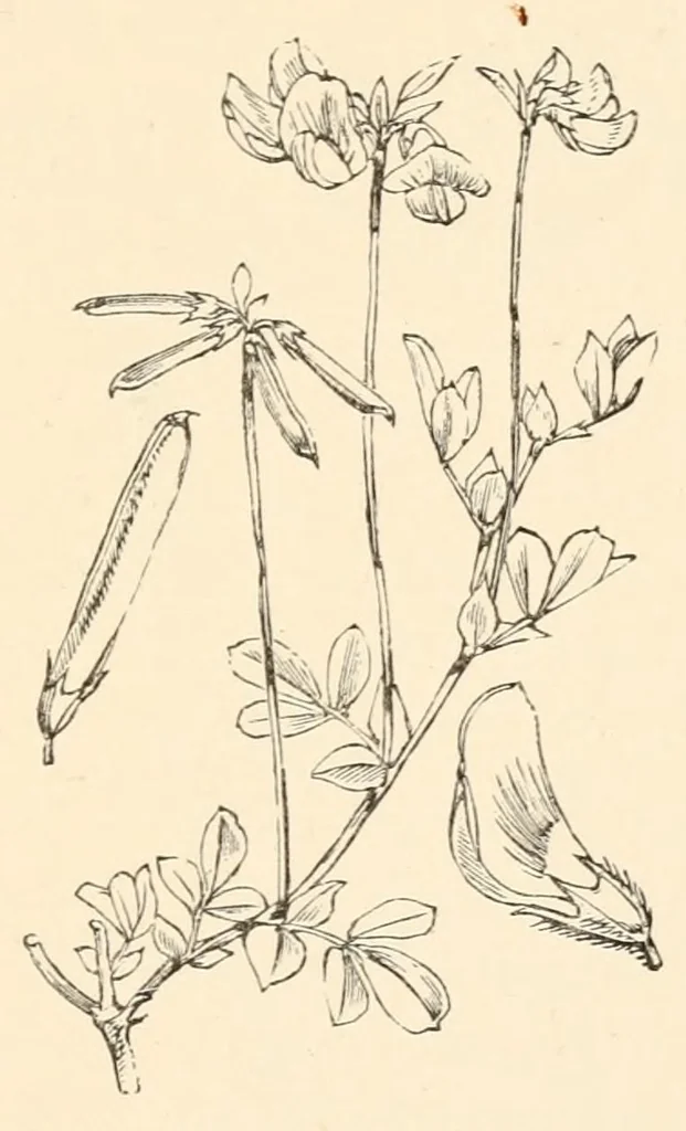 An illustration from On British wild flowers considered in relation to insects, 1890, leaf 109