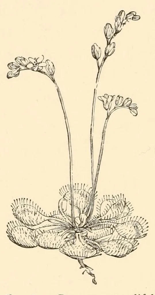 An illustration from On British wild flowers considered in relation to insects, 1890, leaf 128