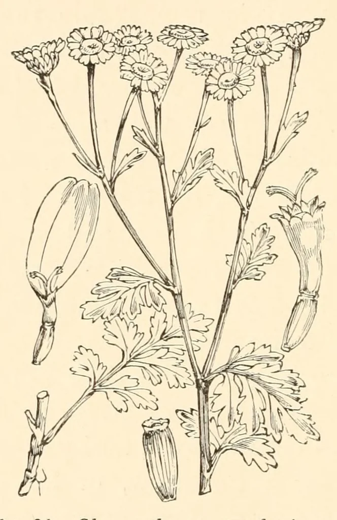 An illustration from On British wild flowers considered in relation to insects, 1890, leaf 142