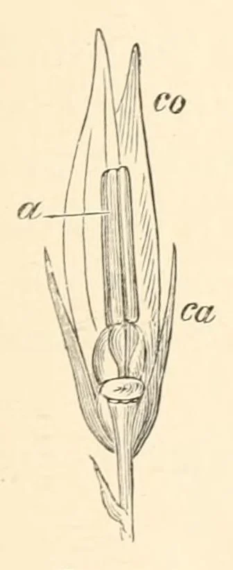 An illustration from On British wild flowers considered in relation to insects, 1890, leaf 151