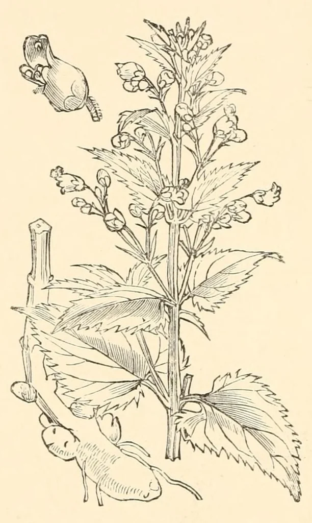 An illustration from On British wild flowers considered in relation to insects, 1890, leaf 166