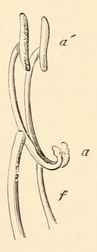 An illustration from On British wild flowers considered in relation to insects, 1890, leaf 179