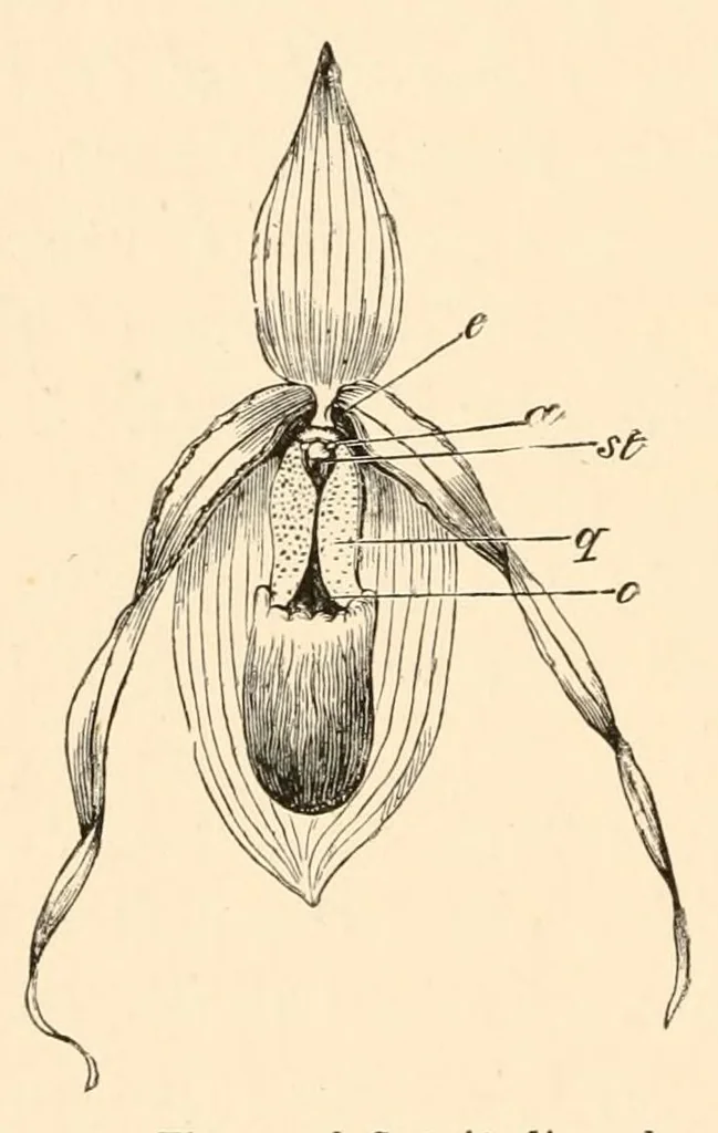 An illustration from On British wild flowers considered in relation to insects, 1890, leaf 202