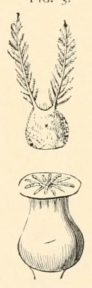 An illustration from On British wild flowers considered in relation to insects, 1890, leaf 31