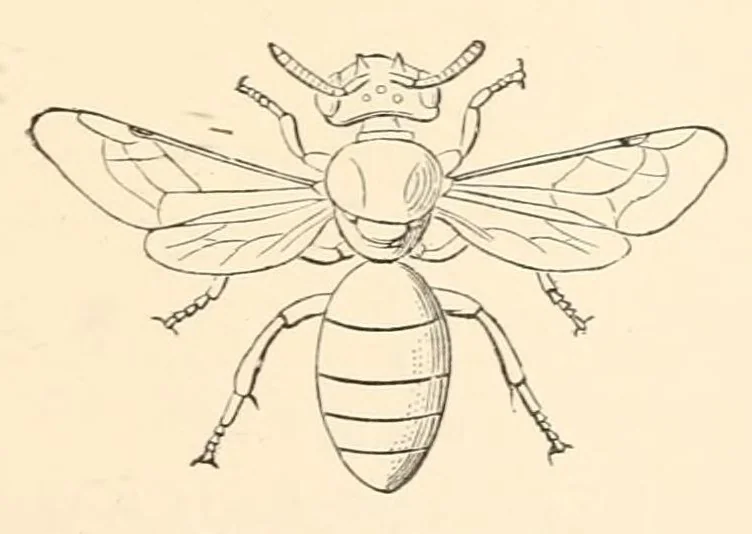 An illustration from On British wild flowers considered in relation to insects, 1890, leaf 39