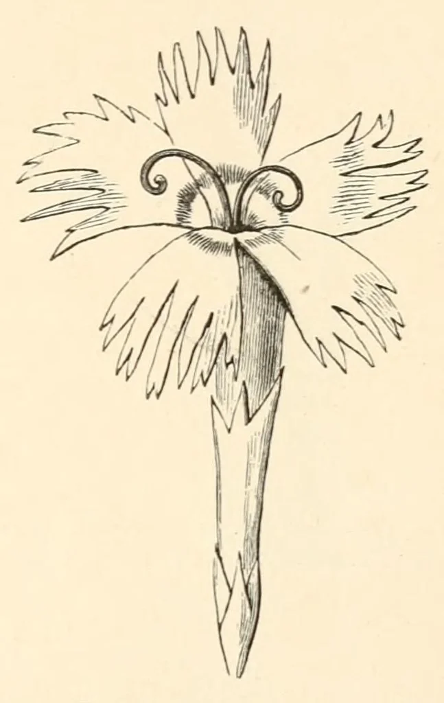 An illustration from On British wild flowers considered in relation to insects, 1890, leaf 57