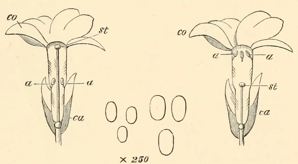 An illustration from On British wild flowers considered in relation to insects, 1890, leaf 60