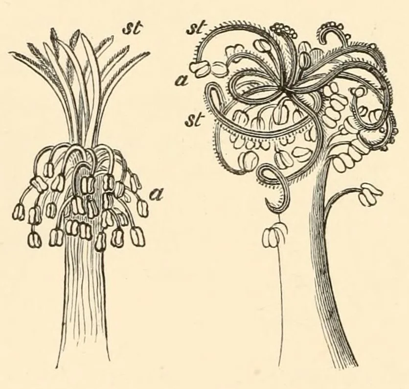 An illustration from On British wild flowers considered in relation to insects, 1890, leaf 68
