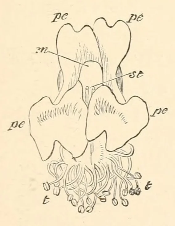 An illustration from On British wild flowers considered in relation to insects, 1890, leaf 79