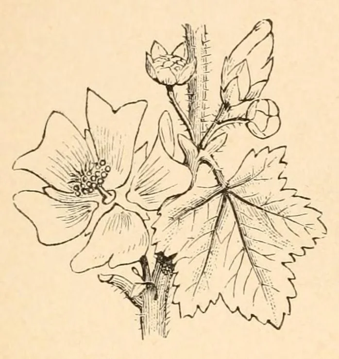 An illustration from On British wild flowers considered in relation to insects, 1890, leaf 8