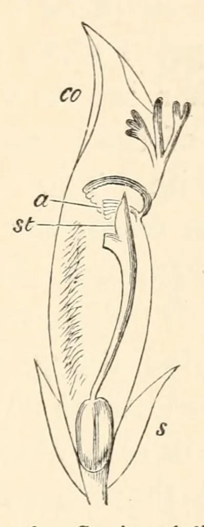 An illustration from On British wild flowers considered in relation to insects, 1890, leaf 93
