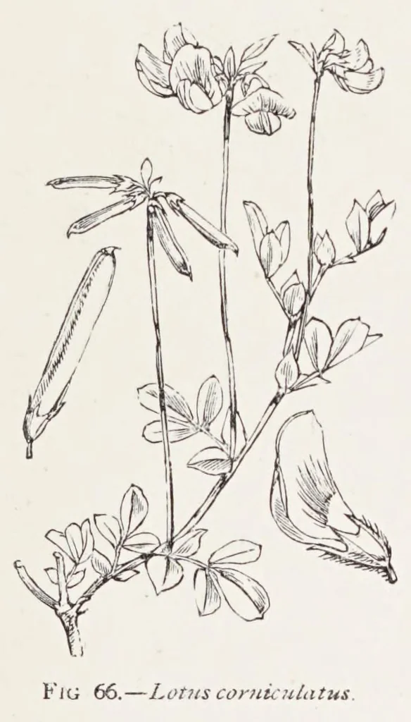 An illustration from On British wild flowers considered in relation to insects, 1890, leaf 109